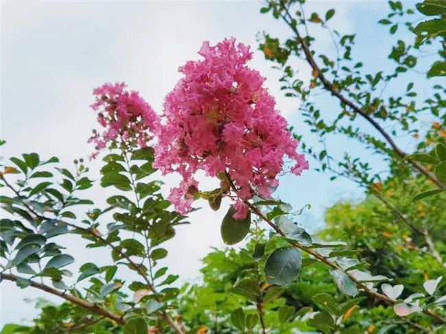 呼吸鮮氧，踐行公益——廣東博皓公益活動：星溪線公益環保活動   -5