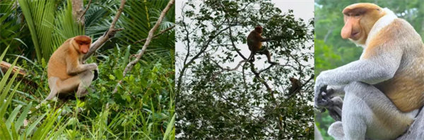 暢游碧海藍天，共筑團隊夢想—博皓沙巴風情之旅        -3