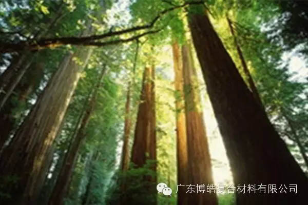 【博皓感悟】欲為大樹，莫與草爭-2